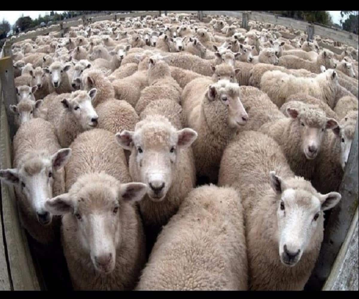 Près de 15 800 moutons sont morts noyés dimanche au large du Soudan, en mer Rouge. Photo d’illustration