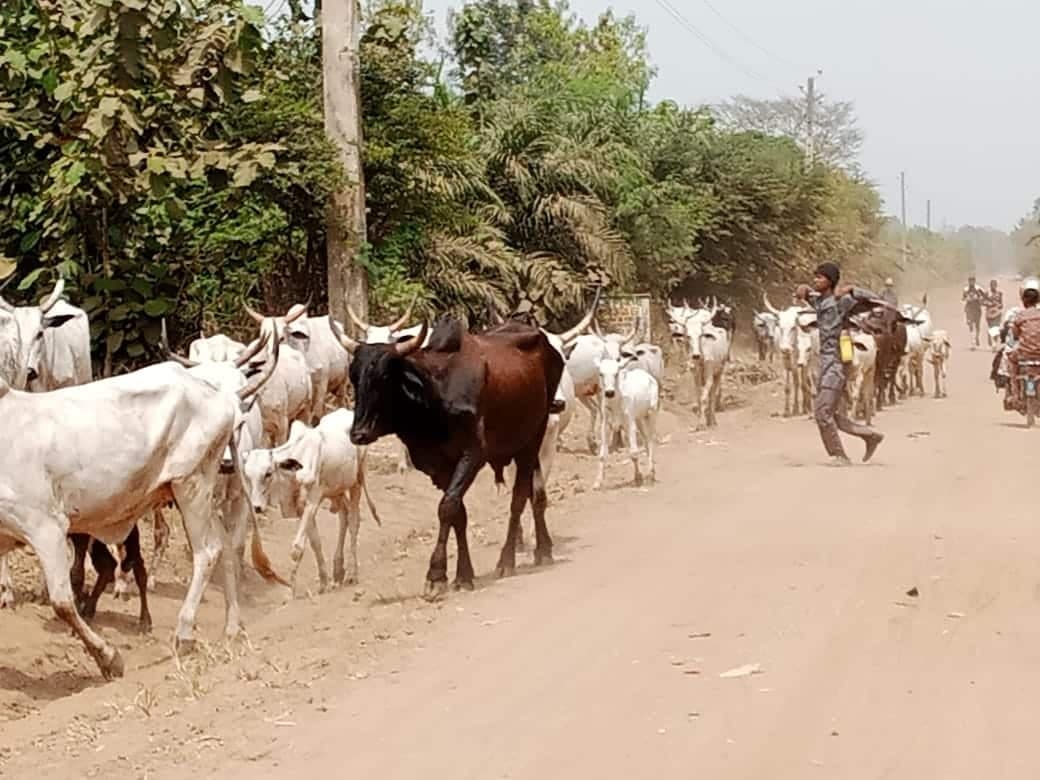 Bergers et troupeaux en transhumance dans un paysage rural togolais.
