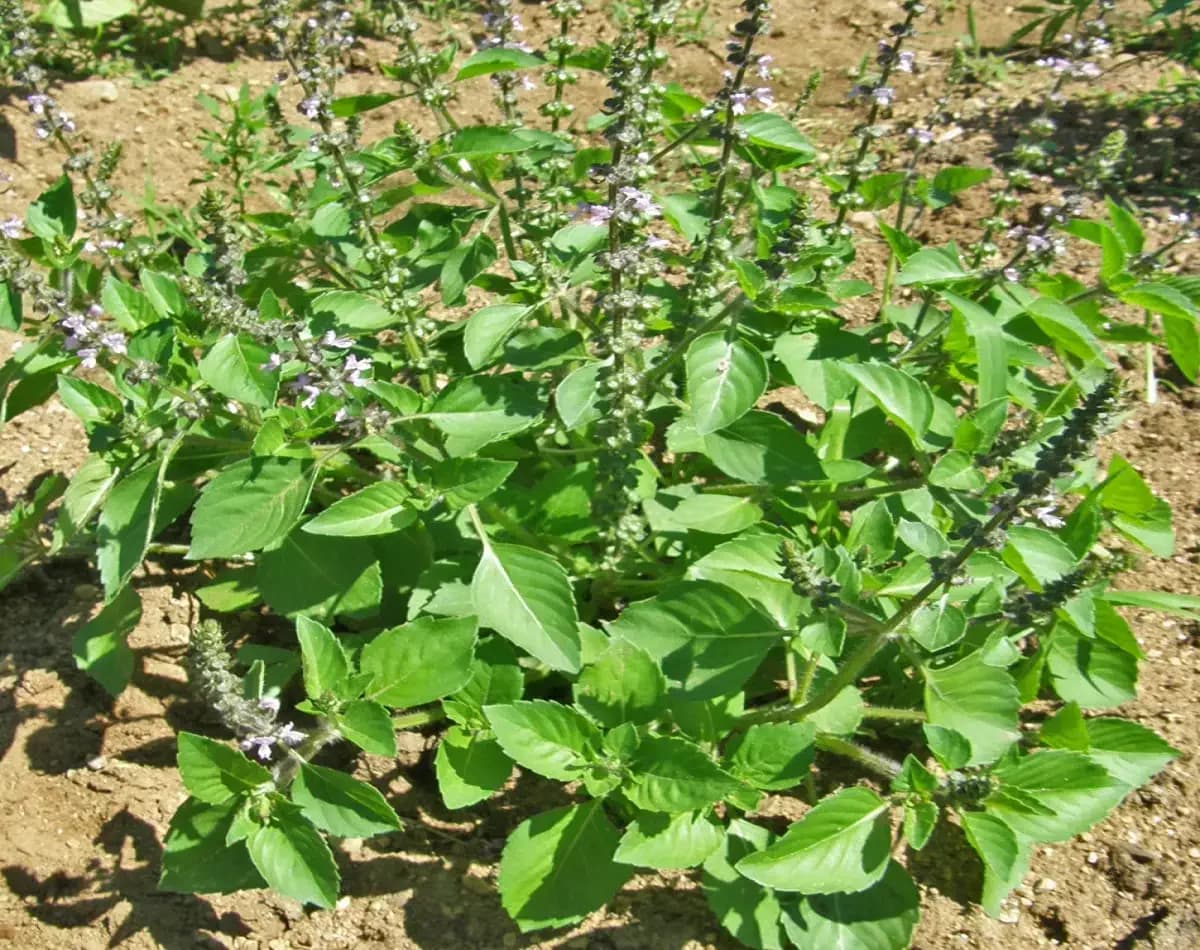 Le Tulsi : purifiez votre corps et votre santé par cette plante sacrée connue, mais ignorée