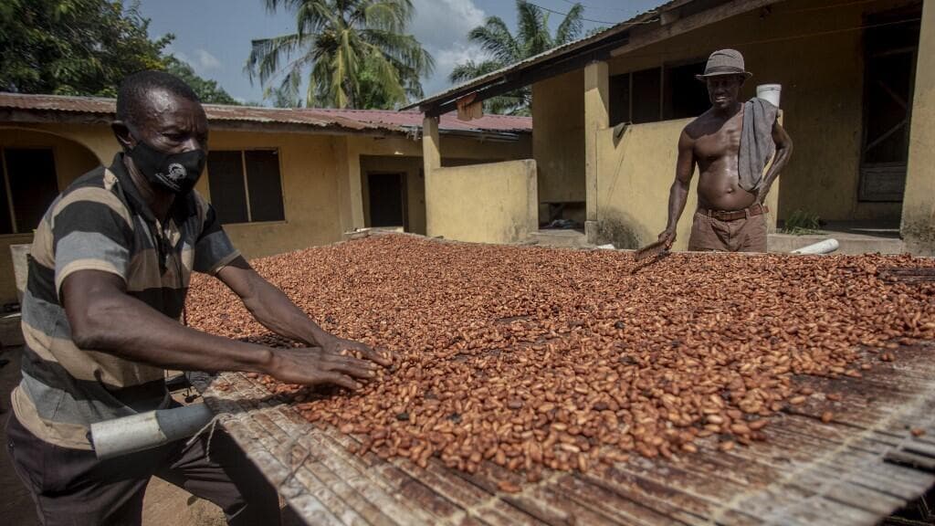 Ghana – crise du cacao: comment le pays tente de gérer l’effondrement des cours mondiaux