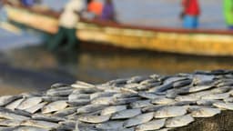 Sénégal : 400 tonnes de poissons juvéniles saisies à quai entre Mbao et Rufisque