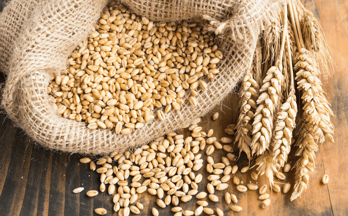 Burkina Faso : le prix du kilogramme de blé fixé pour la campagne 2024-2025