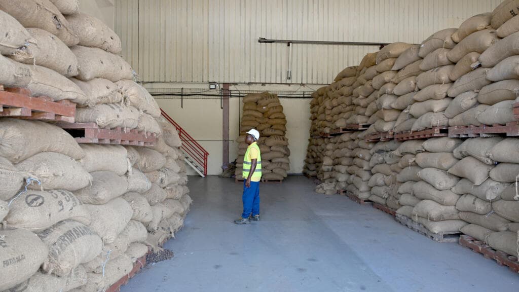 Côte d’Ivoire : le prix d’achat du cacao réduit de 57% pour les producteurs