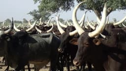 Burkina : Près de 3 milliards FCFA mobilisés pour sécuriser le cheptel