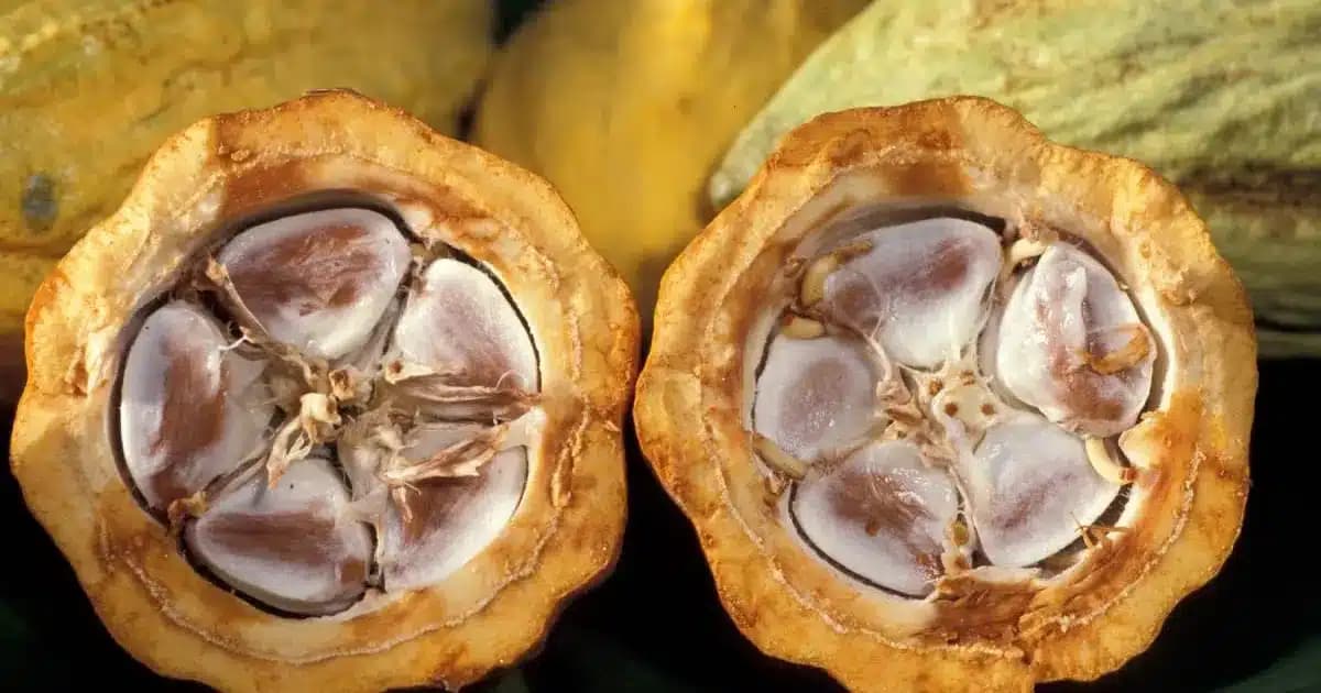 Côte d’Ivoire : plusieurs tonnes de cacao bloquées dans les magasins