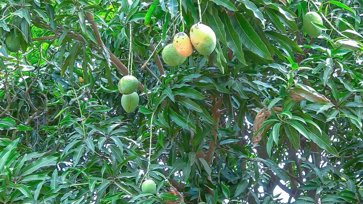 Mangue en Côte d’Ivoire : le prix bord champ maintenu à 2 450 FCFA pour 2026